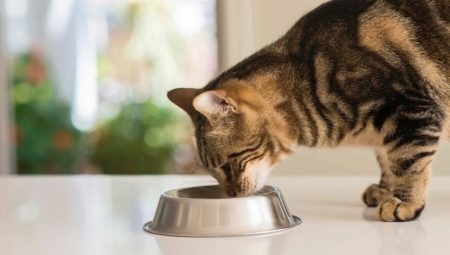 Penerangan tentang makanan untuk kucing dan kucing Ontario