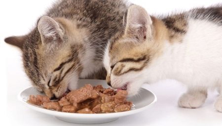 Mô tả của thức ăn ướt Purina Pro Plan cho mèo con