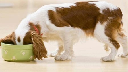 Характеристики и преглед на мокра храна за кучета ROYAL CANIN