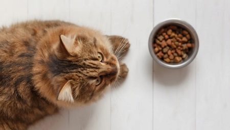 Vlastnosti krmiva pro kočky a kočky Grand Prix