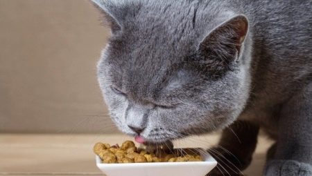 ملامح الغذاء للقطط والقطط المعقمة تناسب مثالي