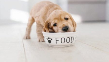 Vlastnosti krmiva pre šteniatka Purina Dog Chow