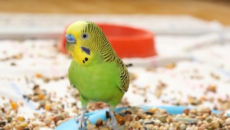 Vlastnosti krmiva VAKA pro papoušky