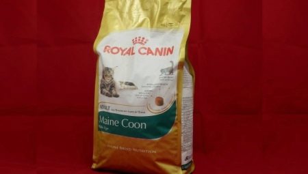ROYAL CANIN para sa mga pusang Maine Coon