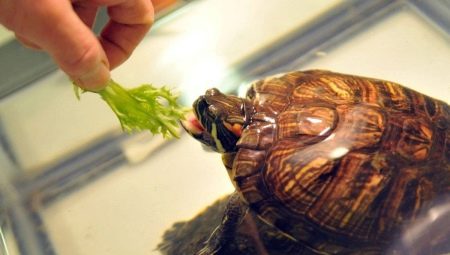 Mennyit kell otthon etetni egy vörösfülű teknőst?