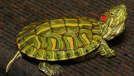 Hoe lang kan een roodwangschildpad zonder voedsel leven en waarom eet hij niet?