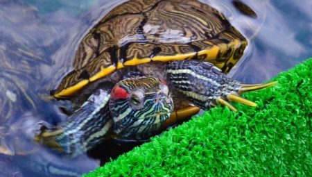 ¿Cuánto tiempo viven las tortugas de orejas rojas?