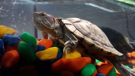 Wassertemperaturen für Rotohrschildkröten