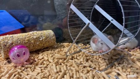 Vše, co potřebujete vědět o podestýlkách pro potkany