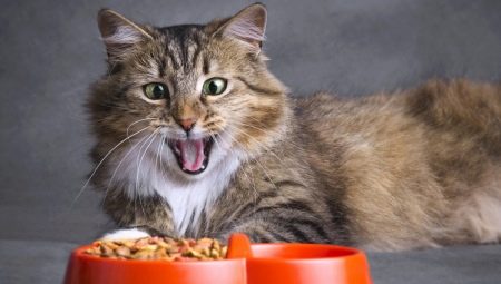 Sve o hrani za mačke i mačke Ownat