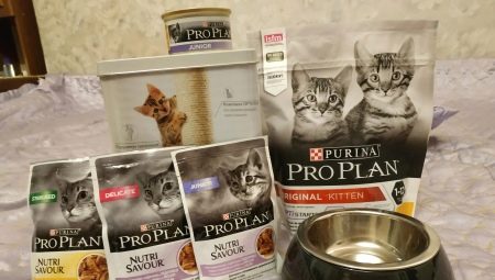 Vše o krmivu Purina pro koťata