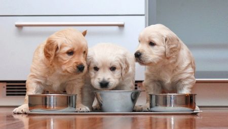 Semua Tentang Makanan Anak Anjing Holistik