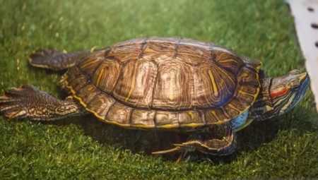 Τα πάντα για το ξεφλούδισμα σε χελώνες με κόκκινα αυτιά