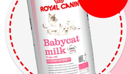 Semua tentang susu untuk anak kucing ROYAL CANIN