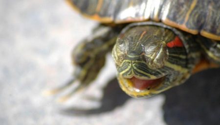 Sve o hibernaciji kod crvenouhih kornjača