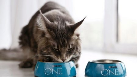 Alles over droogvoer voor katten en katten Purina