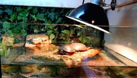 Alegerea unei lămpi pentru țestoase cu urechi roșii
