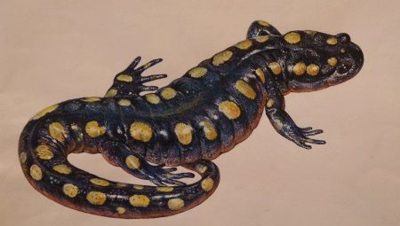 Значението на татуировката саламандър