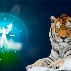 Mérleg-tigris ember: jellemzők és kompatibilitás