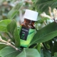 Olio dell'albero del tè per il viso: benefici, danni e sottigliezze d'uso