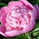 Peonies: what do they symbolize and how to arrange them according to feng shui?