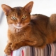 Skābenes Abisīnijas kaķi: krāsu iezīmes un kopšanas smalkumi
