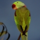 Alexandrian parrot: description, maintenance and breeding