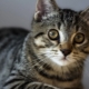 Kucing berbulu dawai Amerika: ciri baka