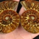 Ammonit: hvordan ser det ud og hvilke egenskaber har det?