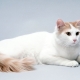 Anatolijas kaķi: šķirnes apraksts, satura iezīmes