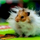 Hamster Angora: ciri baka, penyelenggaraan dan penjagaan
