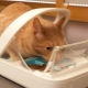Hrănitori automate pentru pisici: tipuri, reguli de selecție și fabricație