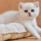 Baltie britu kaķi: šķirnes apraksts un saturs
