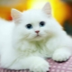 Mèo trắng: mô tả và các giống phổ biến