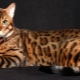 Bengalska mačka: značajke pasmine i karaktera