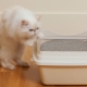 Litières de bentonite pour litière pour chats : avantages, inconvénients et choix