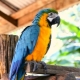 Large parrots: description, types and features of the content