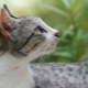Brazīlijas īsspalvainais kaķis: šķirnes apraksts un satura iezīmes