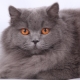 Kucing British Longhair: penerangan, syarat pemeliharaan dan ciri pemakanan