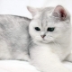 Britu īsspalvainie kaķi: šķirnes pazīmes, krāsu variācijas un turēšanas noteikumi