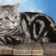 Britské mourovaté mačky: odrody a obsah