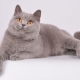 Gatos y gatos lilas británicos: descripción y lista de apodos