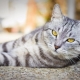 Britische Tabby-Katzen: Wie sehen sie aus, wie sollen sie enthalten und benennen?