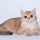 القطط الذهبية البريطانية: ميزات اللون ووصف السلالة