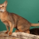 Cejlonské kočky: popis plemene a rysy obsahu