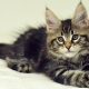 How and how to feed a Maine Coon kitten?