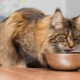 What and how to feed Maine Coons properly?