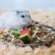 Wie füttere ich den Dsungarischen Hamster?