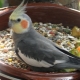 How to feed the cockatiel?