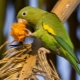 Как да храним любовни птици?